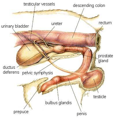 [Image: male-anatomy.thumb.jpg.8bb6446befa4dca73...47da42.jpg]