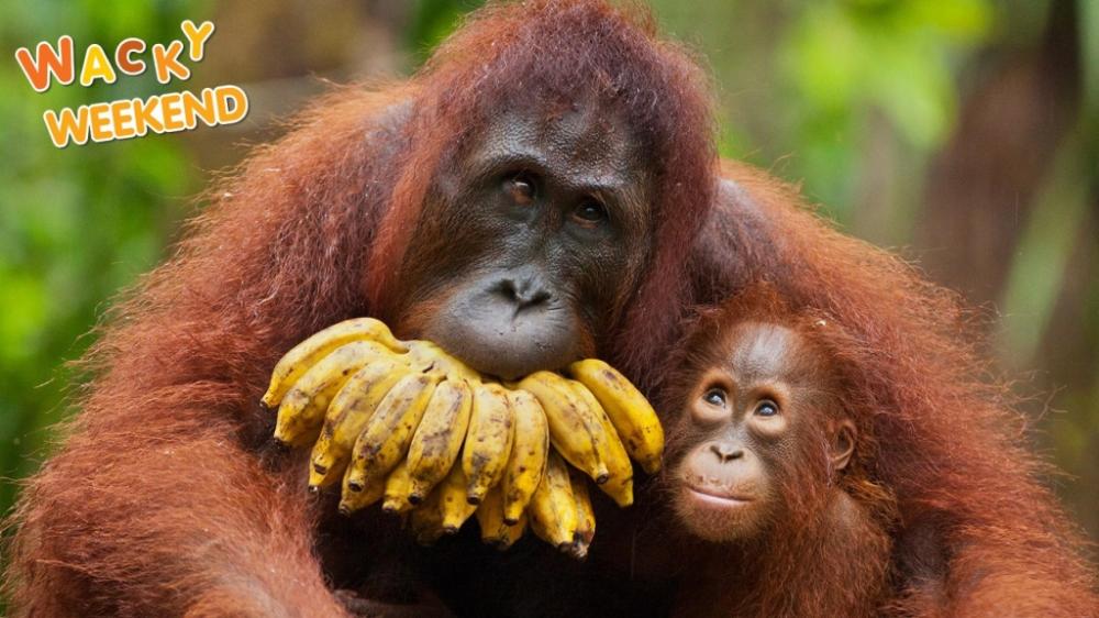 [Image: orangutans.thumb.jpg.39769bfea6742463106...519ac4.jpg]