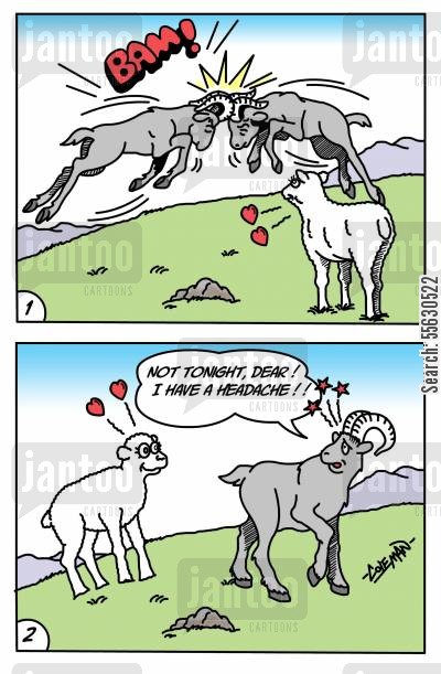 [Image: animal-kingdom-rams-goat-ewe-mate-sheep-...93c274.jpg]