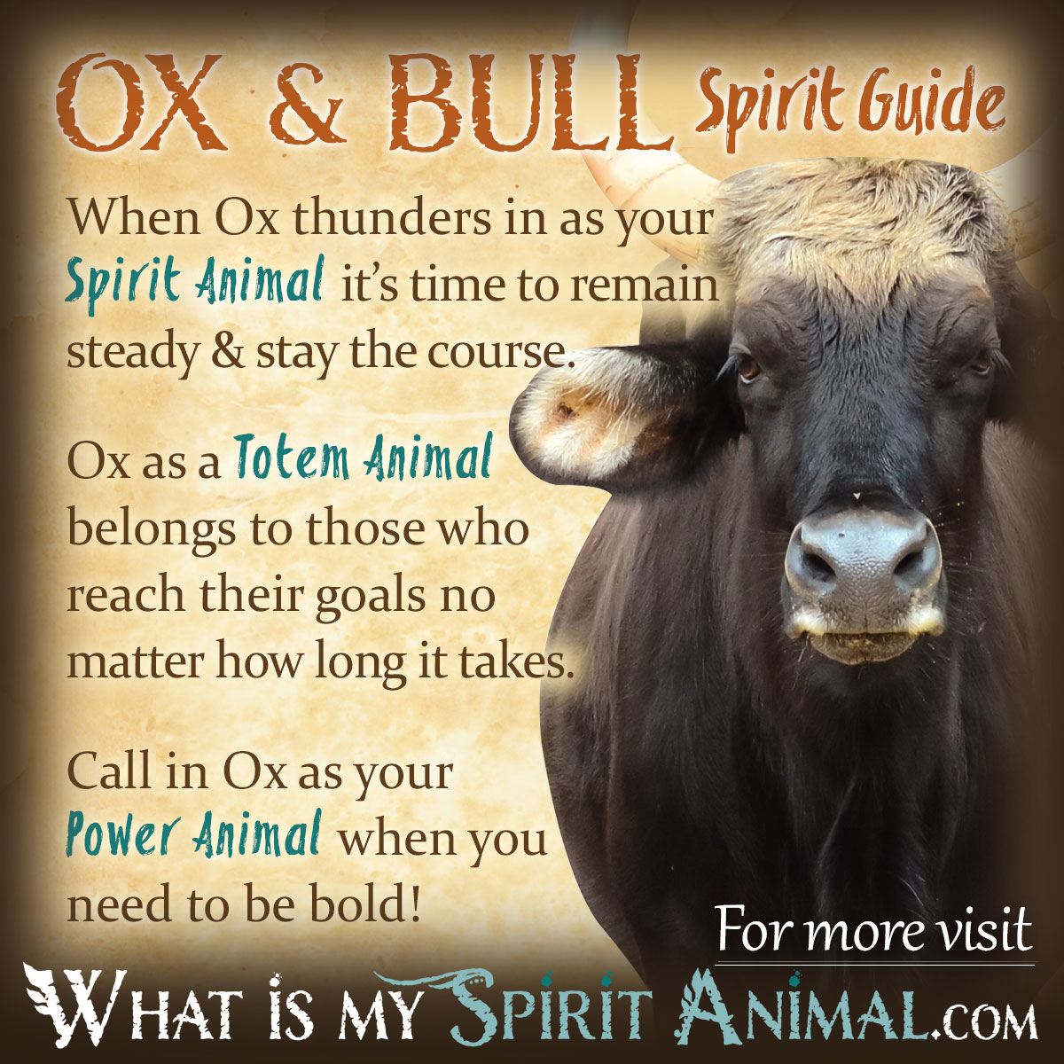 [Image: Ox-Bull-Spirit-Totem-Power-Animal-Symbol...19a872.jpg]