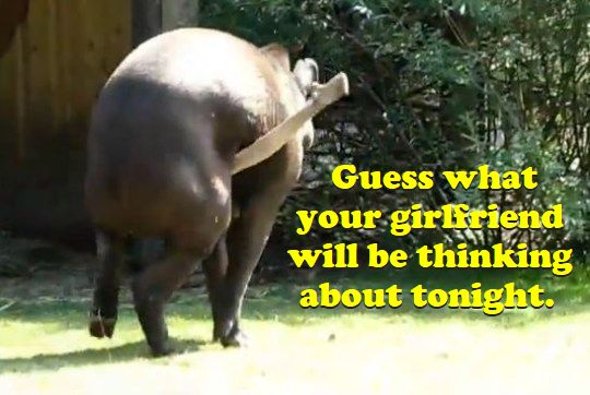 [Image: tapir.jpg.341a08218bb81f399ff93e71933a370d.jpg]